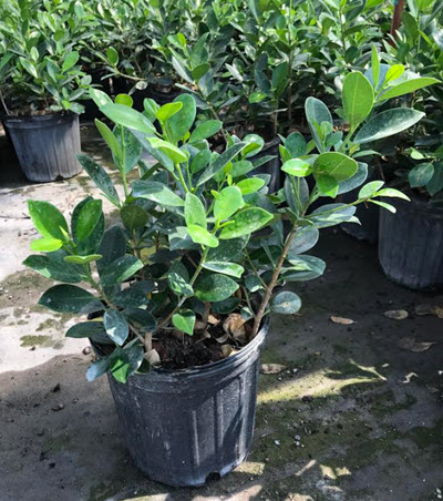 Green Island Ficus (Landscape Grown)